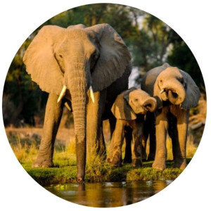 Opłatek Na Tort Okrągły 20 Cm Słoń Zoo Dekoracja