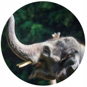 Opłatek Na Tort Okrągły 20 Cm Słoń Zoo Dekoracja