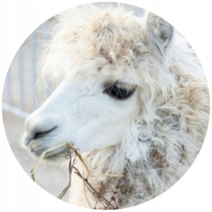 Opłatek Na Tort 20cm Alpaka Lama Cute Twój Napis