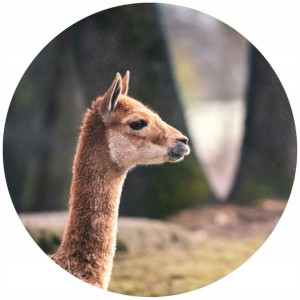Opłatek Na Tort 20cm Alpaka Lama Cute Twój Napis