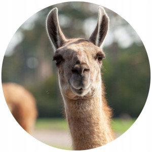 Opłatek Na Tort 20cm Alpaka Lama Cute Twój Napis