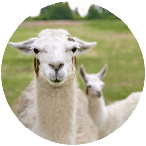Opłatek Na Tort 20cm Alpaka Lama Cute Twój Napis
