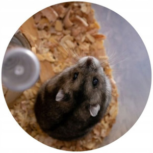 Opłatek Na Tort 20cm Chomik Twój Napis Gratis