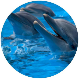Opłatek Na Tort 20cm Delfin Twój Napis Imię Ocean