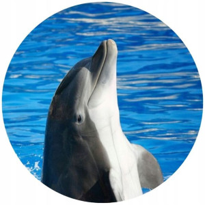 Opłatek Na Tort 20cm Delfin Twój Napis Imię Ocean