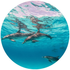 Opłatek Na Tort 20cm Delfin Twój Napis Imię Ocean