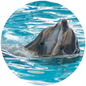 Opłatek Na Tort 20cm Delfin Twój Napis Imię Ocean