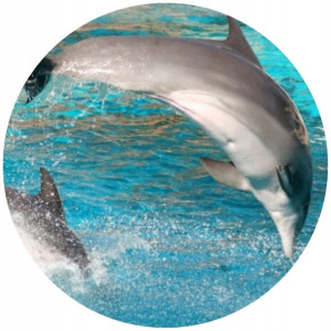 Opłatek Na Tort 20cm Delfin Twój Napis Gratis