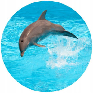 Opłatek Na Tort 20cm Delfin Twój Napis Gratis