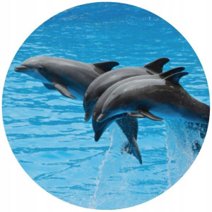 Opłatek Na Tort 20cm Delfin Twój Napis Gratis
