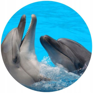Opłatek Na Tort 20cm Delfin Twój Napis Ocean Morze