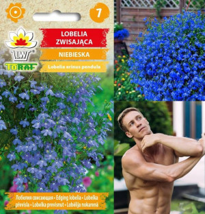 Lobelia Przylądkowa Lazurowe Kwiaty Zwisająca