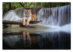 Fototapeta TYGRYS 3D WODOSPAD Natura Salon 254x184