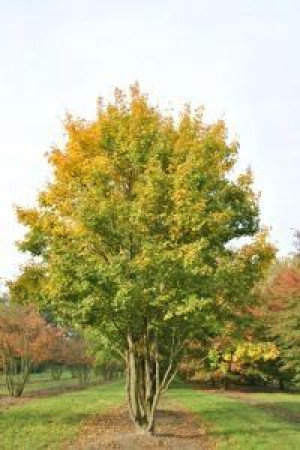 C2 Klon Polny Acer Campestre 40-60 Cm.
