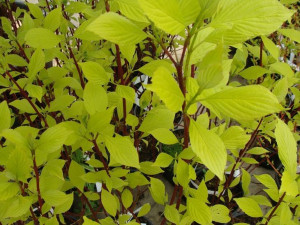 Gk Dereń Biały Cornus Alba Aurea