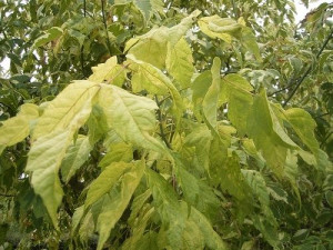 Gk Klon Jesionolistny Acer Negundo