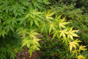 Gk Klon Palmowy Acer Palmatium