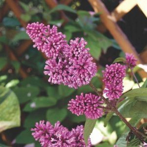 P11 Lilak Syringa Josikaea Josiki