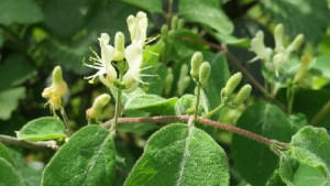 P11 WICIOKRZEW POSPOLITY Lonicera xylosteum