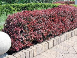 P9 Berberys Atropurpurea 10-20 Cm Żywopłit