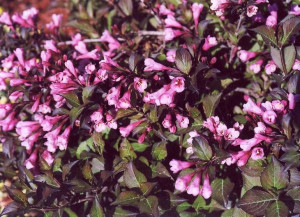 P9 Krzewuszka Cudowna Nana Purpurea Hurt 50 Sztuk