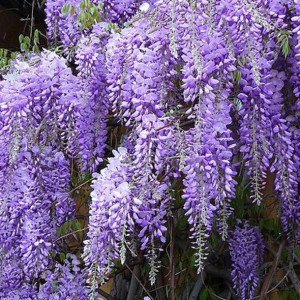 P9 Wisteria Glicynia Chińska Hurt 50 Sztuk