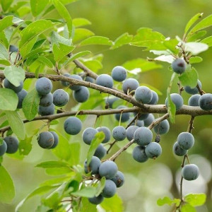 Gk Śliwa Tarnina Prunus Spinosa