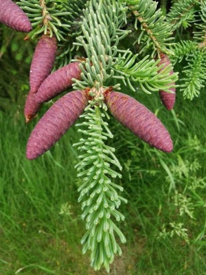 GK Świerk pospolity Picea abies 10-30 CM.