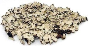 Porost Czarny 100G
