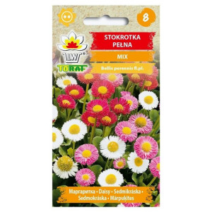 Stokrotka pełna MIX kolorów- nasiona 0,2 g - Toraf