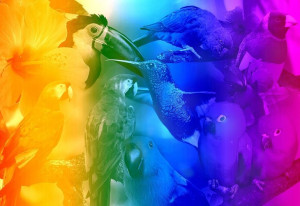 Drewniane Puzzle z figurkami – Ptaki gradient