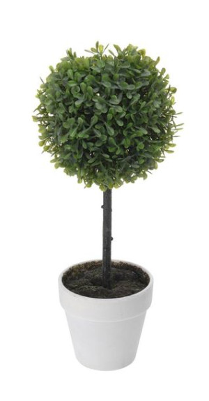 Bukszpan w białej donicy 38cm Intesi