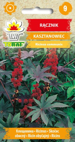 Rącznik Kasztanowiec Czerwony nasiona 8 sztuk Toraf