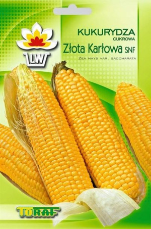 Kukurydza Złota Karłowa nasiona kukurydzy Toraf 20g