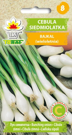Cebula Siedmiolatka Bajkał szczypiorek Toraf