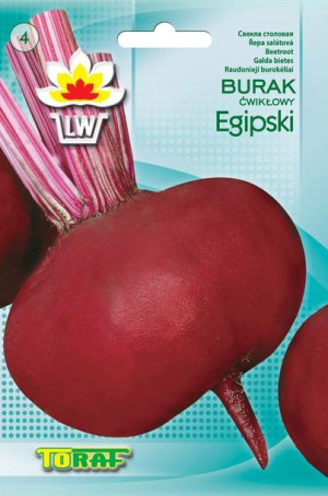 Burak Egipski okrągły płaski wczesny nasiona Toraf