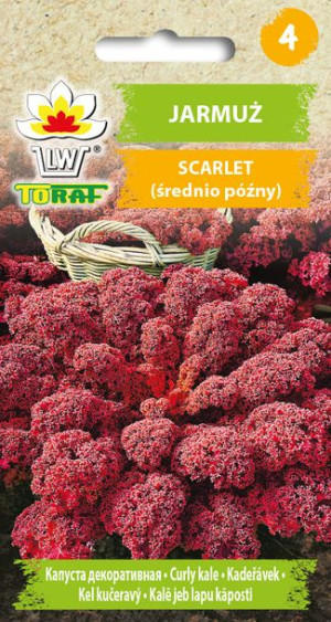 Jarmuż Scarlet fioletowy późny nasiona Toraf