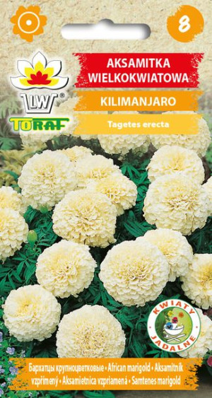 Aksamitka Kilimanjaro Kremowa Biała Kilimandżaro 0,3g Toraf