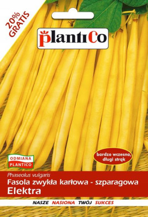 Fasola Elektra żółta karłowa nasiona PlantiCo