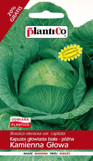 Kapusta Kamienna Głowa późna nasiona PlantiCo