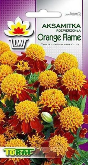 Aksamitka Orange Flame czerwona niska nasiona Toraf