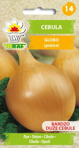 Cebula Globo późna nasiona cebuli Toraf