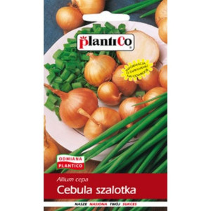 Cebula szalotka Toto nasiona cebuli PlantiCo