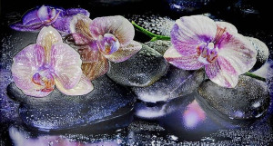PANEL ŚCIENNY PCV Dark Orchid KWIAT KUCHNIA 100x60
