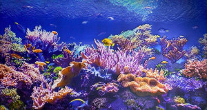 PANEL ŚCIENNY PCV 3D Coral Rafa Ocean 100x60