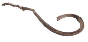 Liana, Pęd Bananowca 60-70Cm
