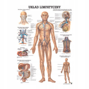 Tablica anatomiczna laminowana UKŁAD LIMFATYCZNY