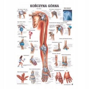 Tablica Anatomiczna Plansza Plakat Kończyna Górna