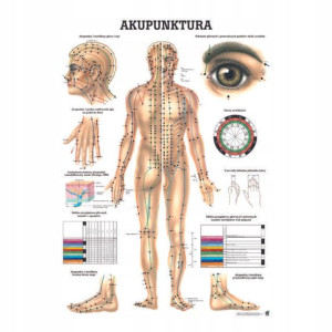 Tablica Anatomiczna Laminowana Akupunktura