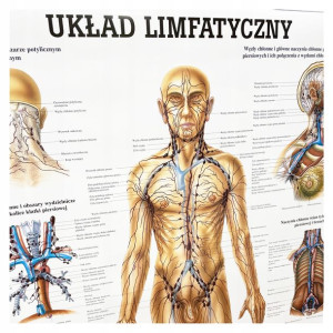 Tablica anatomiczna plakat UKŁAD LIMFATYCZNY